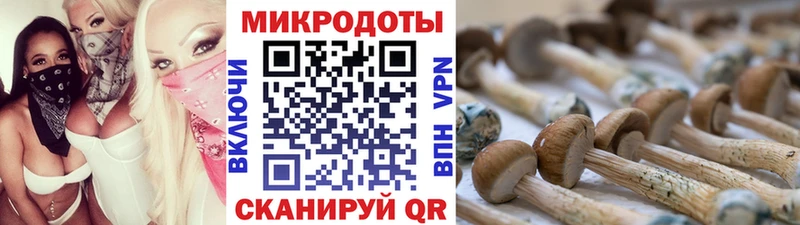 Галлюциногенные грибы Psilocybe  Новая Ладога 